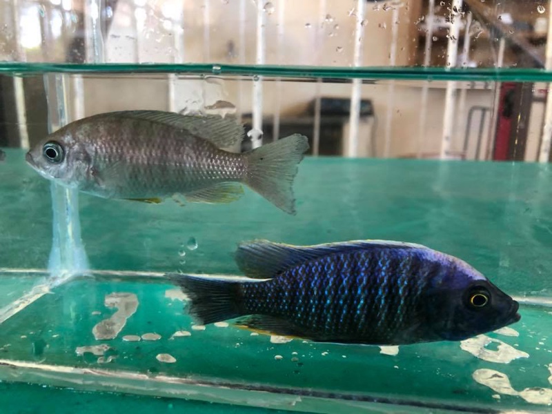 Copadichromis sp. 'kawanga no-spot' Londo Bay